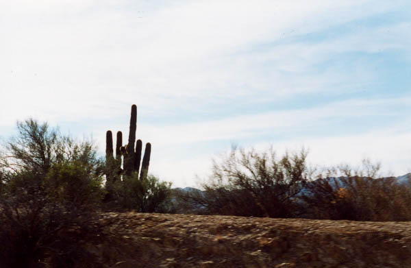 arizona15