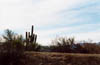 arizona15